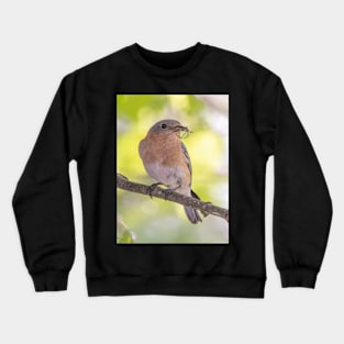 Eastern Bluebird with breakfast Crewneck Sweatshirt